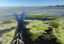 Siembran 400 mil peces en lagos y lagunas de Acámbaro