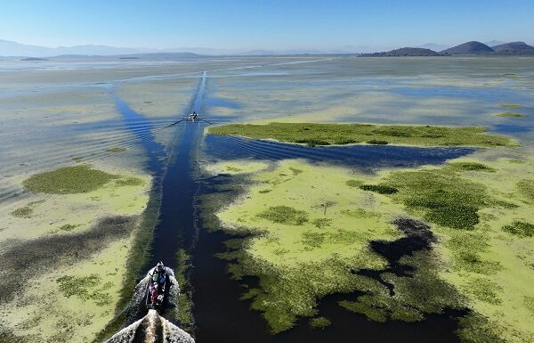 Siembran 400 mil peces en lagos y lagunas de Acámbaro