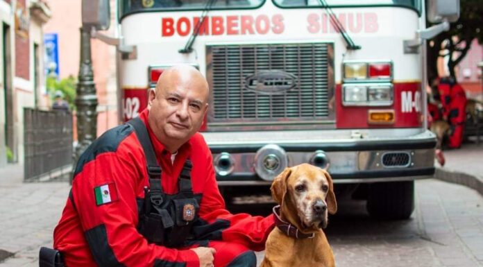 Fallece Titán, canino quien salvó casi 30 vidas tras sismo en CDMX