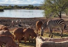 Desmiente municipio cierre del Zoológico León