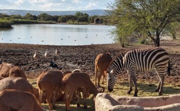 Eligen a director de ZooLeón pese a que enfrenta litigio por acusaciones