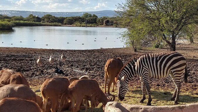 Implementará ZooLeón operativo especial durante invierno