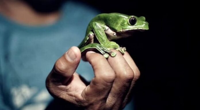 Actriz mexicana fallece después de tomar kambó