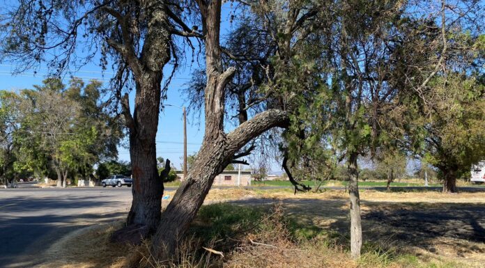 Hallan en Salvatierra despojos humanos; podrían ser cinco cuerpos