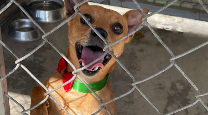 Patitas en el SIT ha brindado opción de hogar a 157 lomitos callejeros