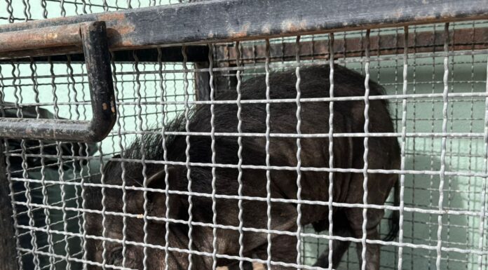 Niños ayudan a rescatar a pequeño jabalí en Valle Antigua en León (VIDEO)