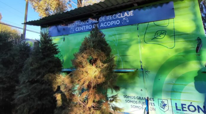 Aquí puedes reciclar tu árbol que iluminó tu navidad en León