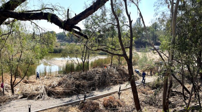 Limpian de maleza los Cárcamos y retiran más de 15 toneladas