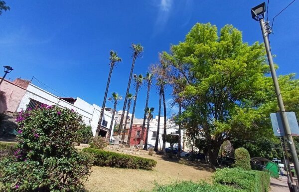 Se recuperan las palmeras de San Javier en la capital