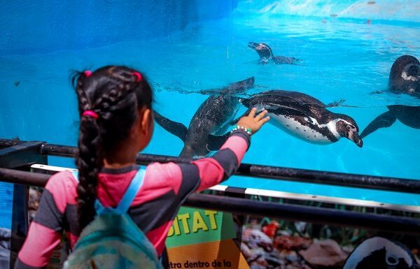 Crece colonia de pingüinos de Humboldt en el Zoológico de León
