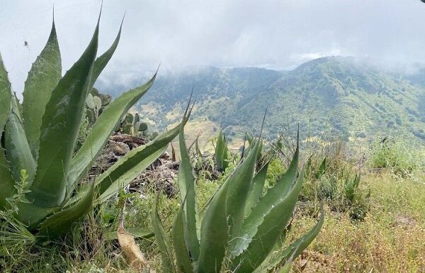 Realizan en León recorridos para localizar posibles plagas en zonas verdes