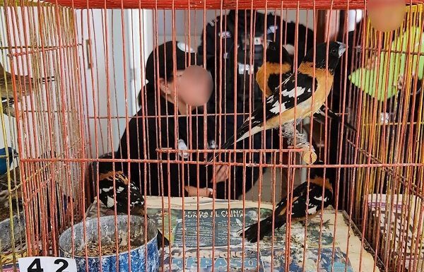 Rescatan a 173 aves en malas condiciones; cuatro de ellas en peligro de extinción