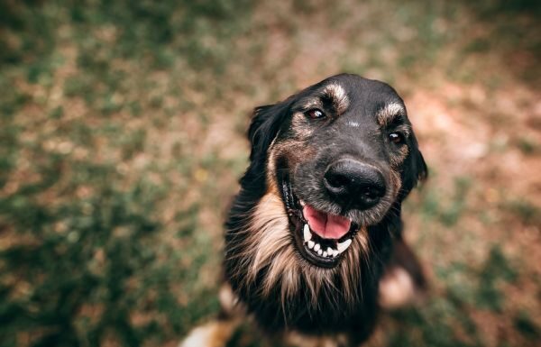 Se consolidan espacios pet friendly en la ciudad de León