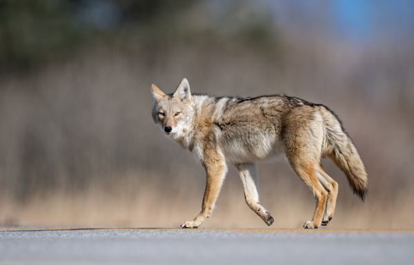 Libera Secretaría de Medio Ambiente a ejemplares en hábitat natural