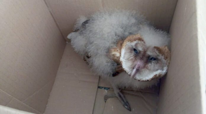 Rescatan más de 265 especies de fauna en la mancha urbana de León