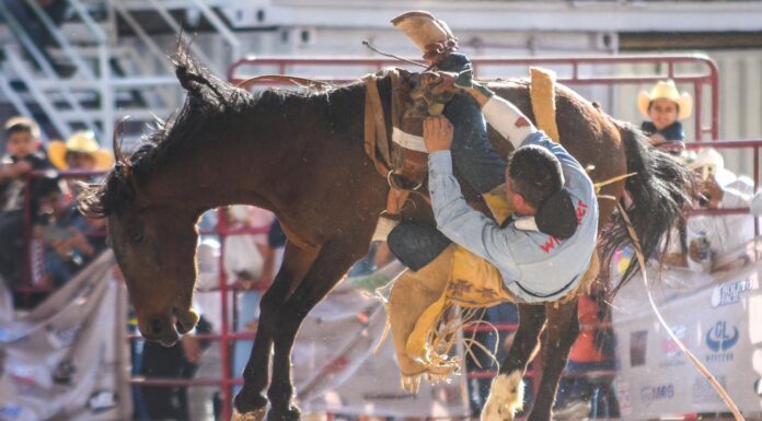 Sector ecuestre, una industria creciente en Guanajuato