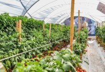 Creció la importación agrícola de Estados Unidos a México