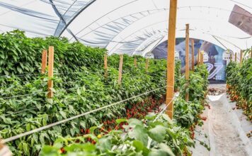 Creció la importación agrícola de Estados Unidos a México