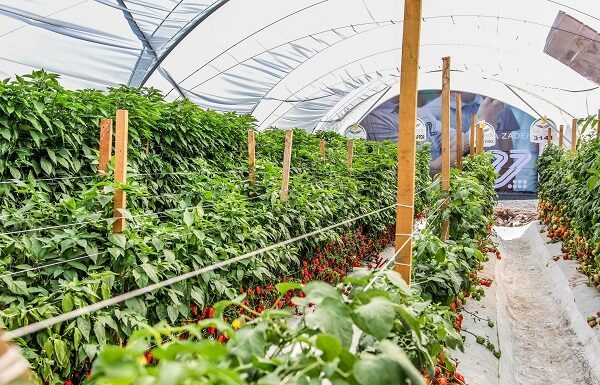 Empresarios italianos buscan alianza con el agro de Guanajuato