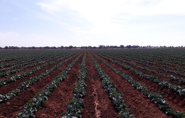 Se recupera el campo de León durante temporal de lluvias