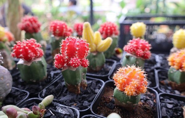 Inicia primer festival por el medio ambiente en Purísima del Rincón