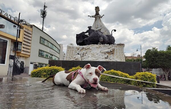 León es líder nacional en esterilizaciones gratuitas de mascotas