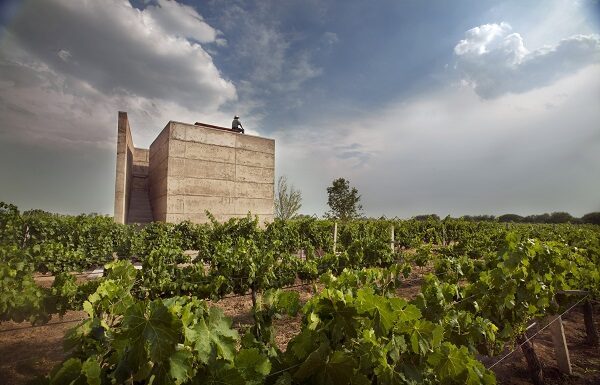 Tiene Guanajuato un dulce sabor a vid