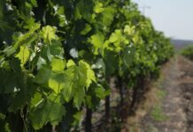 Guanajuato consolida su vocación vitivinícola