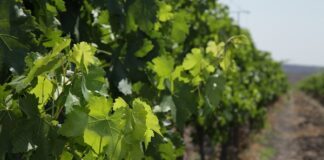 Guanajuato consolida su vocación vitivinícola