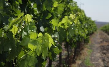 Guanajuato consolida su vocación vitivinícola