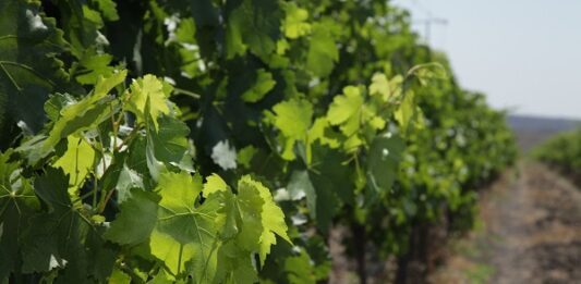 Guanajuato consolida su vocación vitivinícola