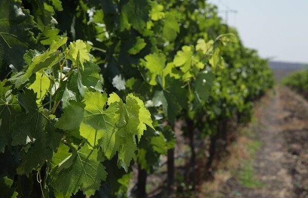 Guanajuato consolida su vocación vitivinícola