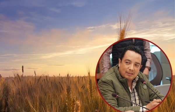 Exhortan diputados de MORENA a SADER a pagar a campesinos de Guanajuato