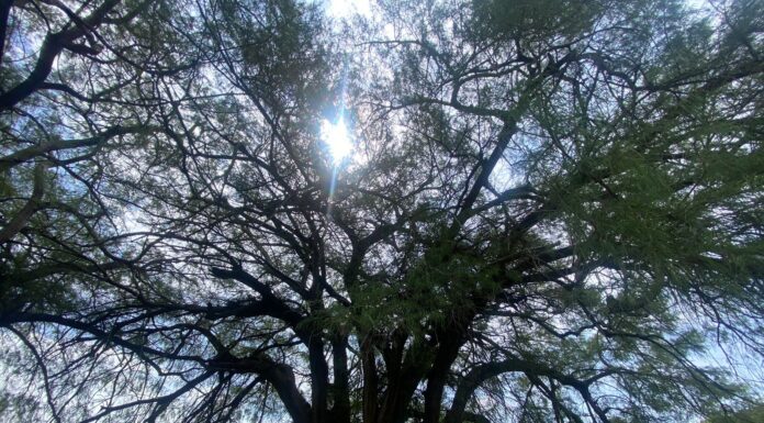 En Día del Árbol celebran 800 años de vida de Ahuehuete en SFR