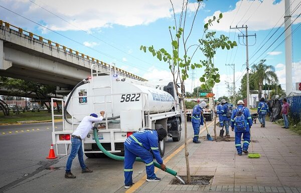 En León los árboles romperán el asfalto para hacer una ciudad más verde