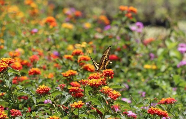 Fortalece León su biodiversidad urbana