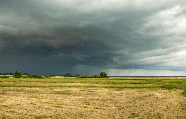 Dejan lluvias 2 mil 300 hectáreas de frijol, sorgo y maiz afectadas en Guanajuato