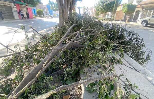 Atienden en León a casi 66 mil árboles enfermos por muérdago