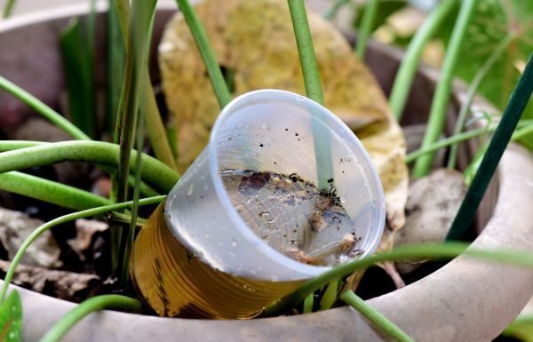 Exhorta Salud a población a uso correcto de larvicida contra dengue