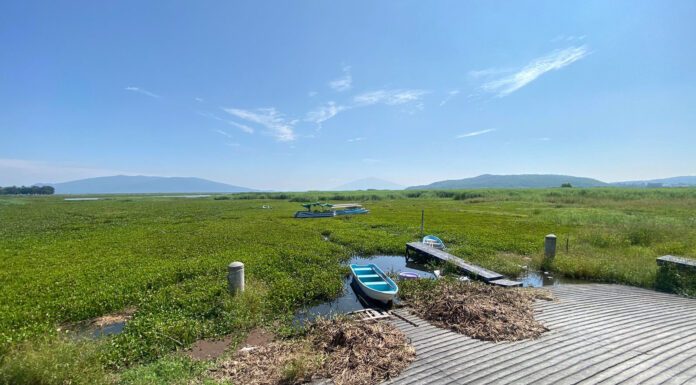 Yuriria enfrenta severo problema de lirio en su laguna