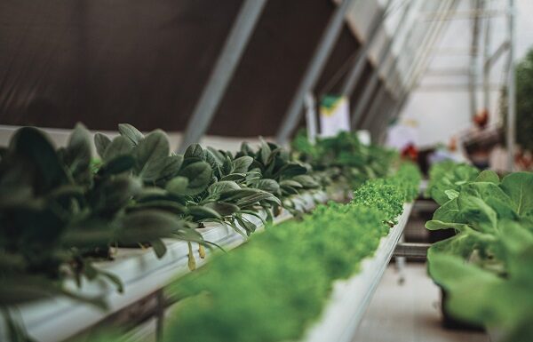 Empresarios italianos buscan alianzas agroindustriales en Guanajuato