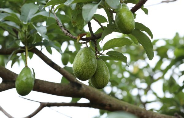 Inicia México programa de exportaciones de aguacate sin deforestación