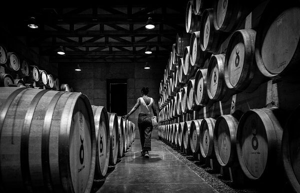 Temporada de vendimias deja 11.6 MDP en derrama económica