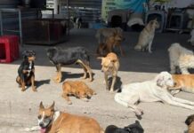 Donan alimento envenenado a refugio “Goyito”; ya se presentó denuncia