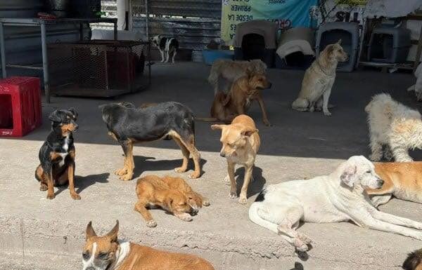 Donan alimento envenenado a refugio “Goyito”; ya se presentó denuncia