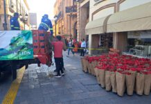 Se embellece León con flores de Nochebuena cultivada en vivero municipal