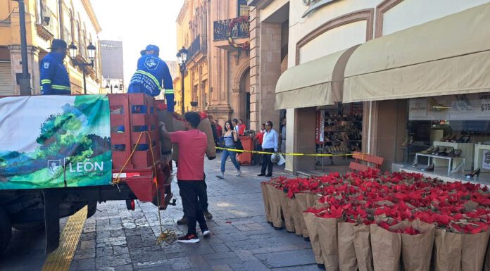 Se embellece León con flores de Nochebuena cultivada en vivero municipal