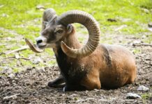 Jauría de perros atacan a borregos muflones en el Zoológico de León