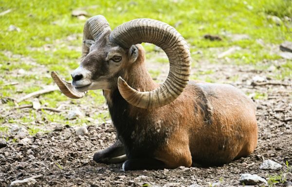 Jauría de perros atacan a borregos muflones en el Zoológico de León