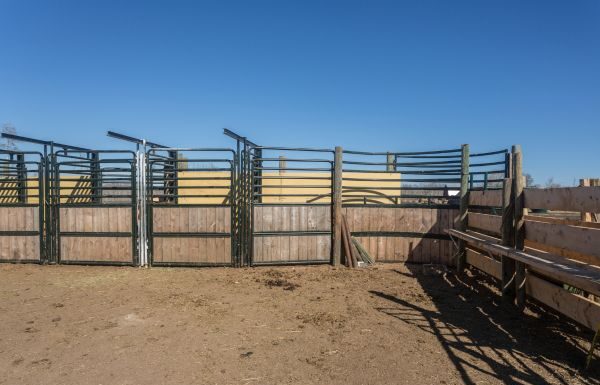 Estados Unidos reporta corrales vacíos y desabasto de carne